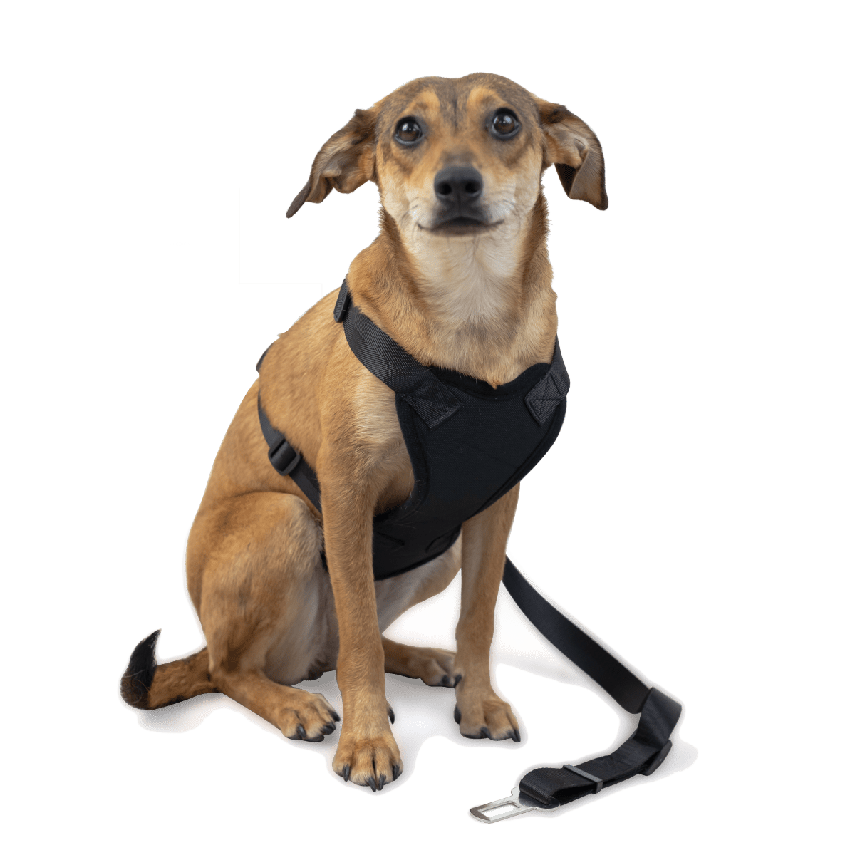 Dog Strap Harness - Green Flag Shop