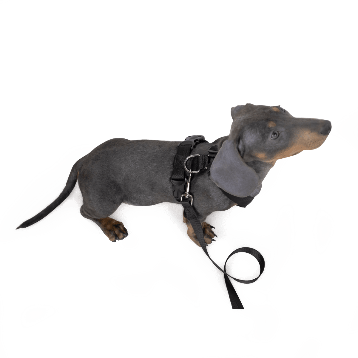 Dog Strap Harness - Green Flag Shop