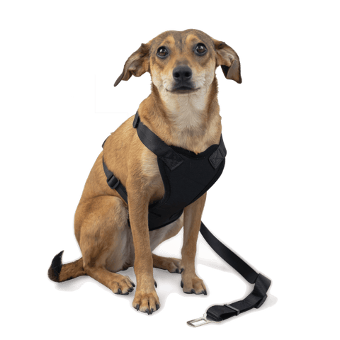Dog Travel Kit Large (Harness, Travel Bottle, Travel Bowl, First Aid Kit) - Green Flag Shop